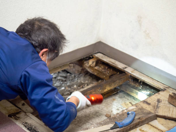 Best Emergency Mold Removal  in Canton Valley, CT