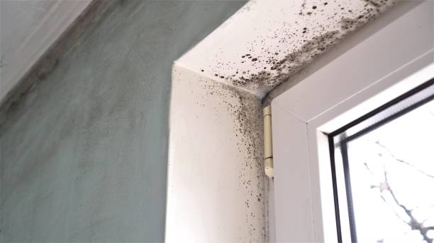 Best Mold Damage Repair  in Canton Valley, CT
