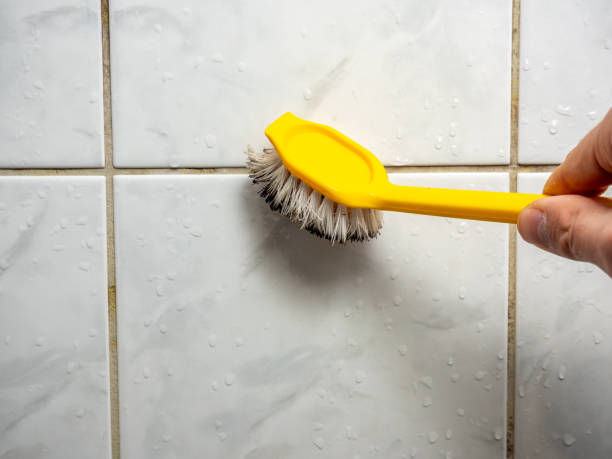 Best Toxic Mold Removal  in Canton Valley, CT