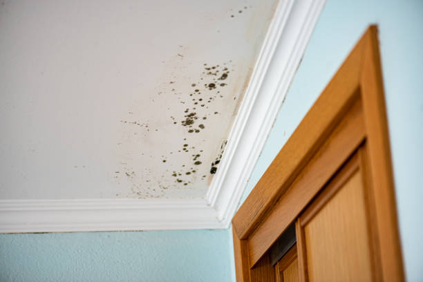 Best Attic Mold Removal  in Canton Valley, CT