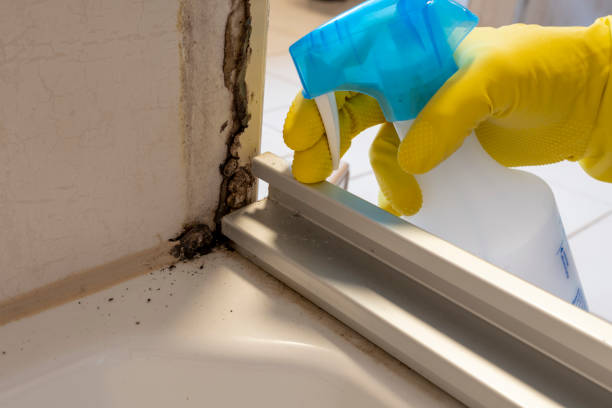 Home Mold Removal in Canton Valley, CT