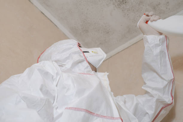 Professional Mold Removal in Canton Valley, CT