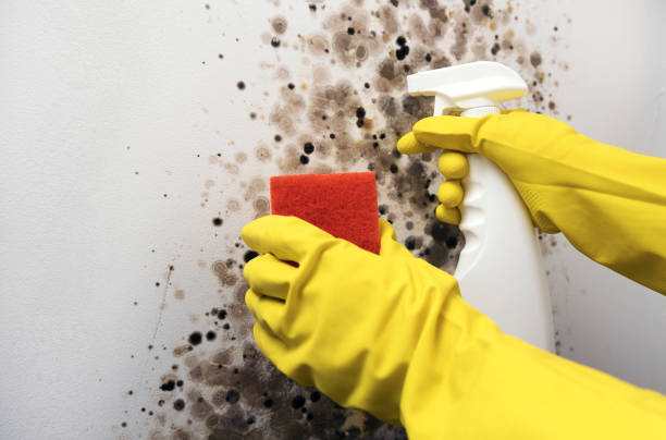 Best Mold Removal Near Me  in Canton Valley, CT