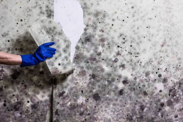 Best Mold Cleaning Services  in Canton Valley, CT