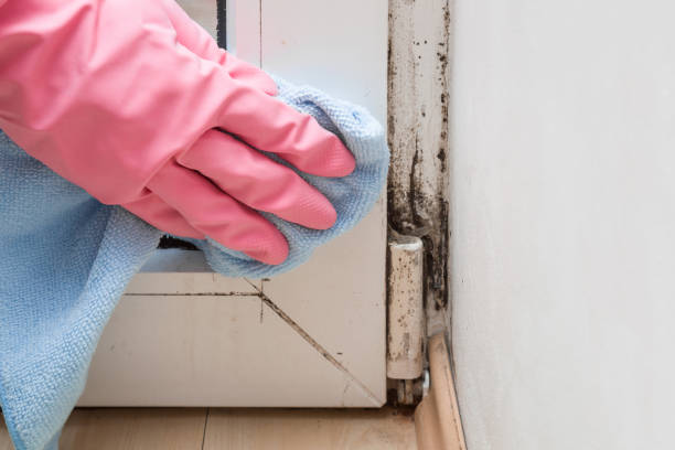 Best Same-Day Mold Removal  in Canton Valley, CT