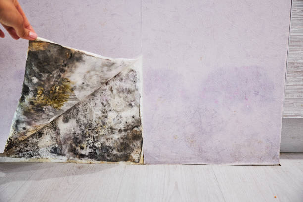 Best Residential Mold Removal  in Canton Valley, CT